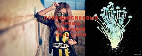 прущие грибы Новозыбков